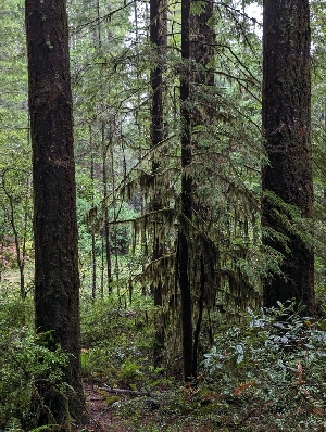  ( - HAY-F-008189)  @11 [ ] by-nc (2023) Warren Cardimona Fungal Diversity Survey