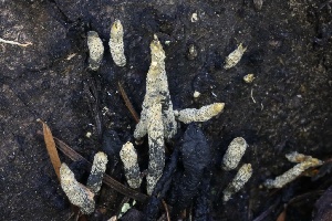  ( - HAY-F-008384)  @11 [ ] by-nc (2023) Taye Bright Fungal Diversity Survey