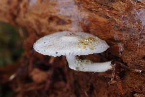  (Lepiota sp. CA05 - HAY-F-008173)  @11 [ ] by-nc (2023) Warren Cardimona Fungal Diversity Survey