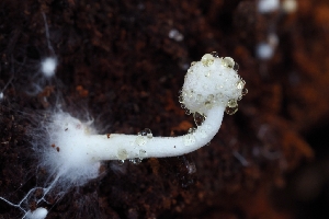  ( - HAY-F-008173)  @11 [ ] by-nc (2023) Warren Cardimona Fungal Diversity Survey