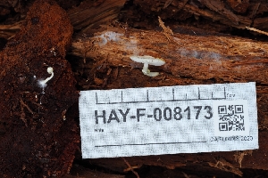 ( - HAY-F-008173)  @11 [ ] by-nc (2023) Warren Cardimona Fungal Diversity Survey