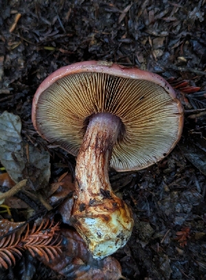  (Calonarius cacodes - HAY-F-008156)  @11 [ ] by-nc (2023) Warren Cardimona Fungal Diversity Survey