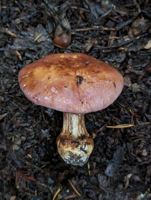  ( - HAY-F-008156)  @11 [ ] by-nc (2023) Warren Cardimona Fungal Diversity Survey