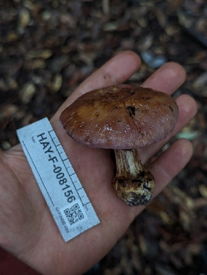  ( - HAY-F-008156)  @11 [ ] by-nc (2023) Warren Cardimona Fungal Diversity Survey