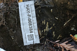  ( - HAY-F-008384)  @11 [ ] by-nc (2023) Taye Bright Fungal Diversity Survey
