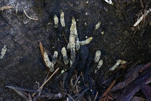  ( - HAY-F-008384)  @11 [ ] by-nc (2023) Taye Bright Fungal Diversity Survey