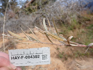  ( - HAY-F-004302)  @11 [ ] by-nc (2023) Jaren Hockert Fungal Diversity Survey