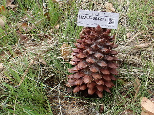  ( - HAY-F-004273)  @11 [ ] by-nc (2023) Jaren Hockert Fungal Diversity Survey