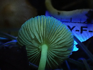  ( - HAY-F-004298)  @11 [ ] by-nc (2023) Jaren Hockert Fungal Diversity Survey