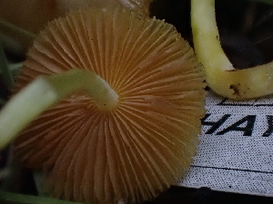  ( - HAY-F-004298)  @11 [ ] by-nc (2023) Jaren Hockert Fungal Diversity Survey