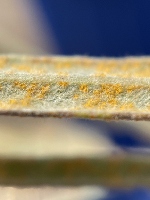  ( - HAY-F-004302)  @11 [ ] by-nc (2023) Jaren Hockert Fungal Diversity Survey