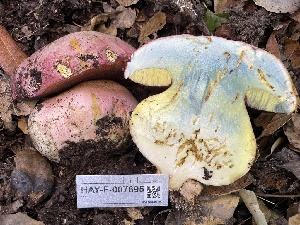  ( - HAY-F-007695)  @11 [ ] by-nc (2023) Damon Tighe Fungal Diversity Survey