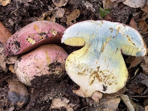  (Rubroboletus - HAY-F-007695)  @11 [ ] by-nc (2023) Damon Tighe Fungal Diversity Survey