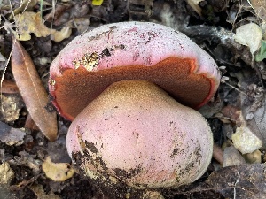  ( - HAY-F-007695)  @11 [ ] by-nc (2023) Damon Tighe Fungal Diversity Survey