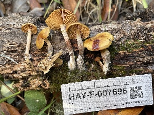  ( - HAY-F-007696)  @11 [ ] by-nc (2023) Damon Tighe Fungal Diversity Survey