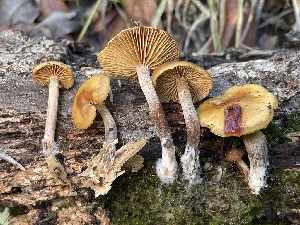  ( - HAY-F-007696)  @11 [ ] by-nc (2023) Damon Tighe Fungal Diversity Survey