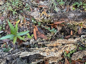  ( - HAY-F-007696)  @11 [ ] by-nc (2023) Damon Tighe Fungal Diversity Survey