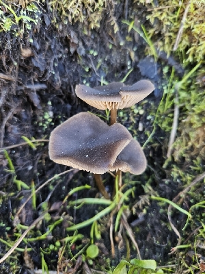  ( - HAY-F-007440)  @11 [ ] by (2023) Mandy Hackney Fungal Diversity Survey
