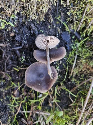  ( - HAY-F-007440)  @11 [ ] by (2023) Mandy Hackney Fungal Diversity Survey