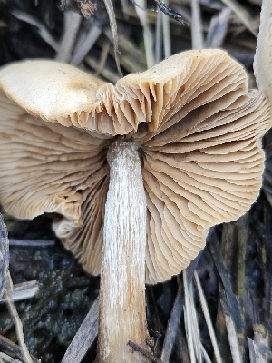 ( - HAY-F-007439)  @11 [ ] by (2023) Mandy Hackney Fungal Diversity Survey