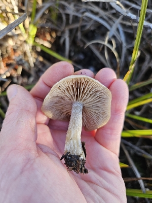  ( - HAY-F-007439)  @11 [ ] by (2023) Mandy Hackney Fungal Diversity Survey