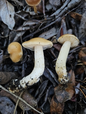  ( - HAY-F-006737)  @11 [ ] by (2023) Mandy Hackney Fungal Diversity Survey