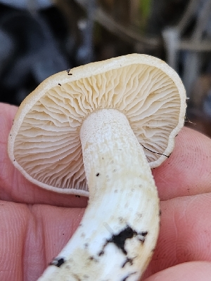  ( - HAY-F-006737)  @11 [ ] by (2023) Mandy Hackney Fungal Diversity Survey