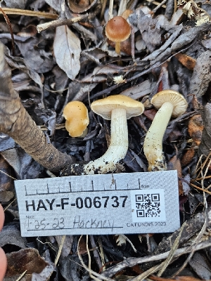  ( - HAY-F-006737)  @11 [ ] by (2023) Mandy Hackney Fungal Diversity Survey