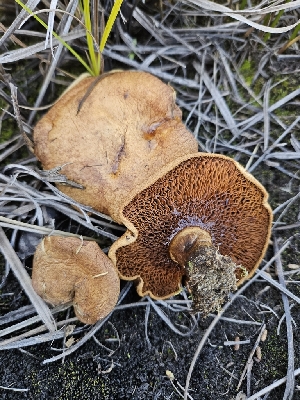 ( - HAY-F-006738)  @11 [ ] by (2023) Mandy Hackney Fungal Diversity Survey