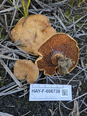  ( - HAY-F-006738)  @11 [ ] by (2023) Mandy Hackney Fungal Diversity Survey