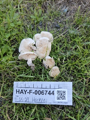 ( - HAY-F-006744)  @11 [ ] by (2023) Mandy Hackney Fungal Diversity Survey