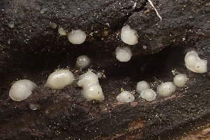  (Helicogloea compressa - HAY-F-007709)  @11 [ ] by-nc (2023) Damon Tighe Fungal Diversity Survey