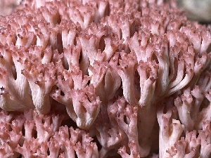  ( - HAY-F-007710)  @11 [ ] by-nc (2023) Damon Tighe Fungal Diversity Survey