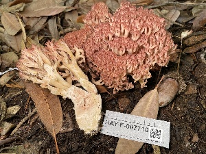  ( - HAY-F-007710)  @11 [ ] by-nc (2023) Damon Tighe Fungal Diversity Survey