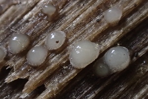  ( - HAY-F-007709)  @11 [ ] by-nc (2023) Damon Tighe Fungal Diversity Survey