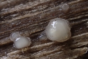  ( - HAY-F-007709)  @11 [ ] by-nc (2023) Damon Tighe Fungal Diversity Survey