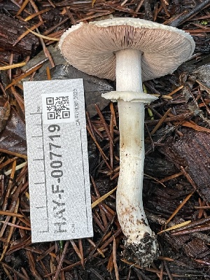 ( - HAY-F-007719)  @11 [ ] by-nc (2023) Damon Tighe Fungal Diversity Survey