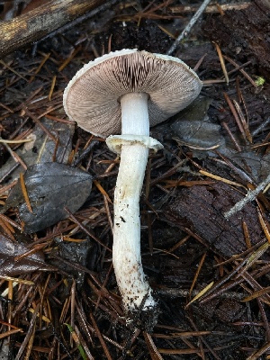  ( - HAY-F-007719)  @11 [ ] by-nc (2023) Damon Tighe Fungal Diversity Survey