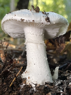  ( - HAY-F-007721)  @11 [ ] by-nc (2023) Damon Tighe Fungal Diversity Survey