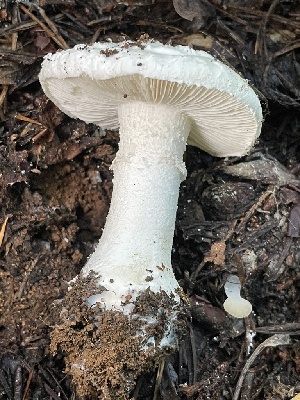  ( - HAY-F-007721)  @11 [ ] by-nc (2023) Damon Tighe Fungal Diversity Survey