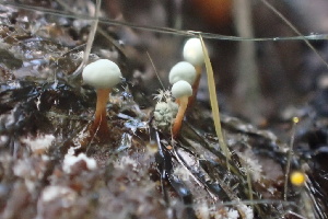  (Penicillium vulpinum - HAY-F-007723)  @11 [ ] by-nc (2023) Damon Tighe Fungal Diversity Survey