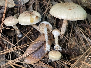  (Pholiota decorata - HAY-F-007726)  @11 [ ] by-nc (2023) Damon Tighe Fungal Diversity Survey