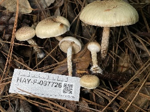  ( - HAY-F-007726)  @11 [ ] by-nc (2023) Damon Tighe Fungal Diversity Survey