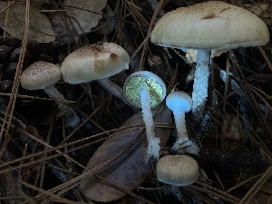  ( - HAY-F-007726)  @11 [ ] by-nc (2023) Damon Tighe Fungal Diversity Survey