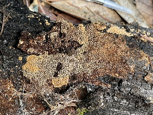  (Gloeophyllum carbonarium - HAY-F-007732)  @11 [ ] by-nc (2023) Damon Tighe Fungal Diversity Survey