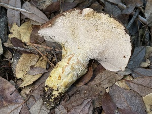  ( - HAY-F-007736)  @11 [ ] by-nc (2023) Damon Tighe Fungal Diversity Survey