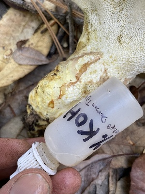  ( - HAY-F-007736)  @11 [ ] by-nc (2023) Damon Tighe Fungal Diversity Survey