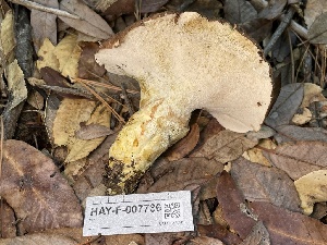  ( - HAY-F-007736)  @11 [ ] by-nc (2023) Damon Tighe Fungal Diversity Survey