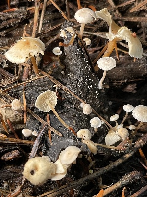  ( - HAY-F-007739)  @11 [ ] by-nc (2023) Damon Tighe Fungal Diversity Survey