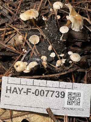  ( - HAY-F-007739)  @11 [ ] by-nc (2023) Damon Tighe Fungal Diversity Survey